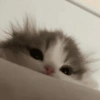 Gatitos. | @ocenferios  Haki. 7