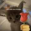 GATINHOS REAGINDO 14