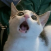 Cats (2/4) 11