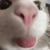 GATINHOS 🤣 13