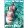 PERRITOS BELICOS 11