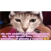Solo gatos 13