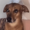 Memes de perros  7