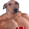 😎 Shitpost 7