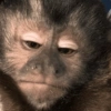 Monkeys 27