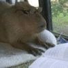 🤎 CAPYBARA MOODS 🤎 10