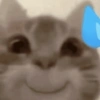Gatos 14