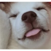 Zelda, the Husky 9