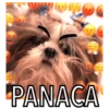 🐱🐾🐶 irl pets l 🐶🐾🐱 29