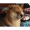 Perritos mal recortados 24