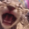 Gatinhos bizarramente fofos 12