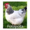 Pal grupis  11