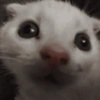 Gatos 7