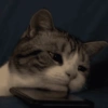 Gatito triste 🥺 7