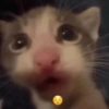 Cat 14