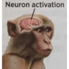 Neuron activation
