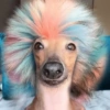 Perritos Moods🐕🦴 7