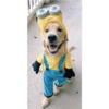 Perritos 🥰 8