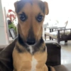 Reacciones mascotas 14