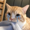 Gatos triste 17