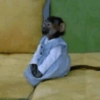 Macaquinhos reativos 🐒 12