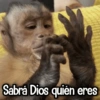 Changuitos Reacciones! 🐵🐒 13