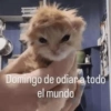 Gatos Pa Contestar🐈⚡ 30