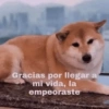 Animales Random 2🌸💥 8