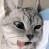 Gato sacando la lengua 11
