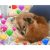 Cães e corações 5