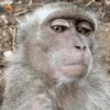 Reações macaquinhos 12