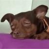 Reacciones mascotas 5