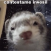 contestame invesil frasting sad