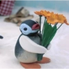 Pingüino penguin 😎 11