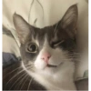 Catsarecute 5