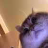 ✨Gatos Cura Depresión 6😻❤️ 13
