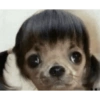 Reacciones mascotas 8