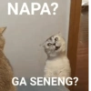 Kucing meme 21