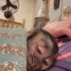 Reações macaquinhos 9