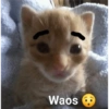 Waos - Perro con cejas🐶 7