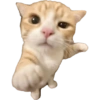 Gatos 9