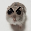Rata triste Hámster Meme 🐹 17
