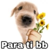 🌀 Perros con Frases 🐕🫧 12