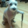 Cachorro meme  15