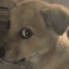 ANIMAIS DEBOCHADOS 😂 10