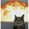 Cat🧚🧚 10