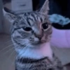 Gatos 23