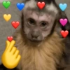 Macacos engraçados  13