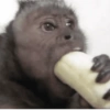 MICOS 7