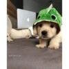 Perritos 🥰 9